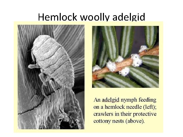 Hemlock woolly adelgid 