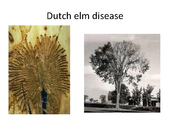 Dutch elm disease 
