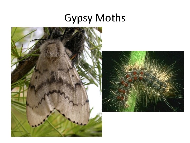 Gypsy Moths 