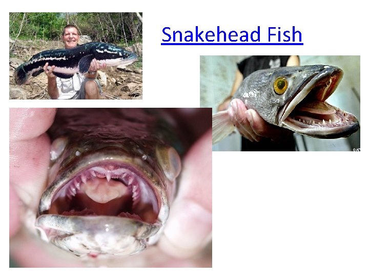 Snakehead Fish 