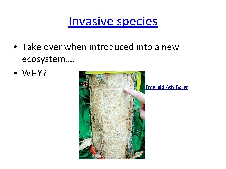 Invasive species • Take over when introduced into a new ecosystem…. • WHY? Emerald