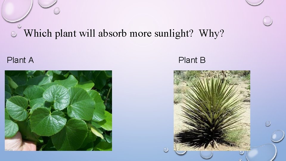Which plant will absorb more sunlight? Why? Plant A Plant B 