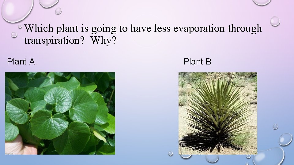Which plant is going to have less evaporation through transpiration? Why? Plant A Plant
