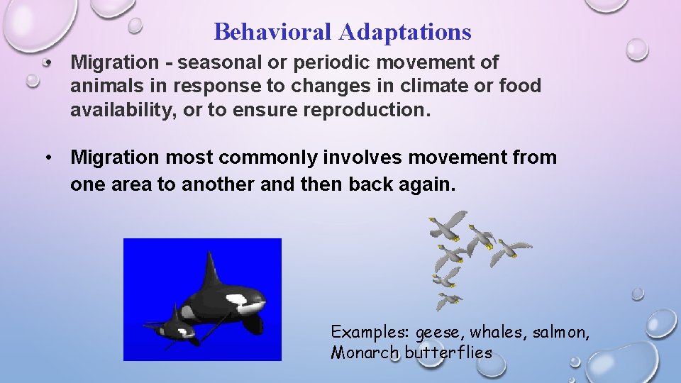 Behavioral Adaptations • Migration - seasonal or periodic movement of animals in response to