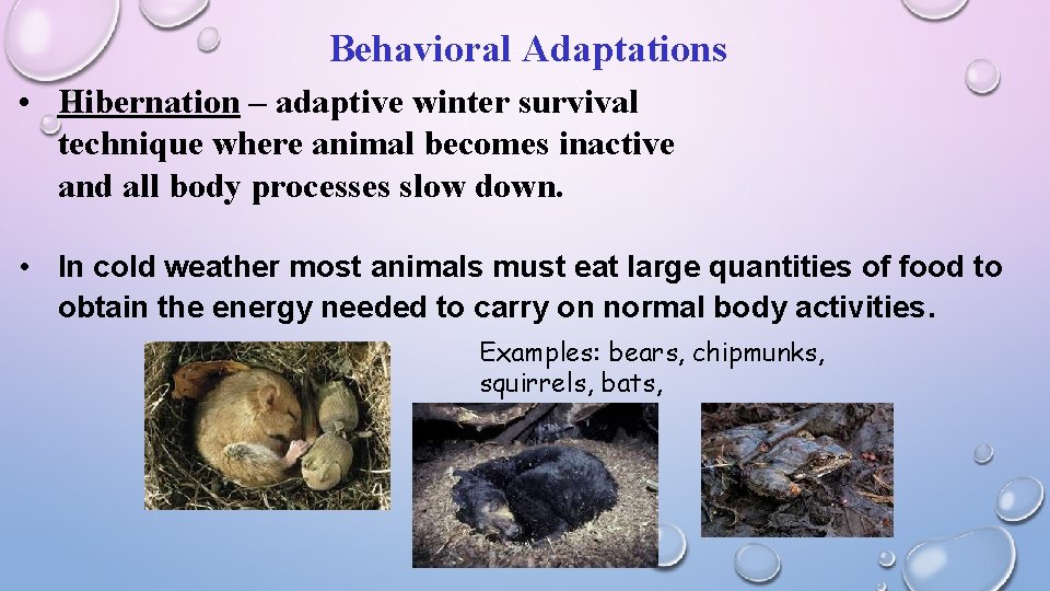 Behavioral Adaptations • Hibernation – adaptive winter survival technique where animal becomes inactive and