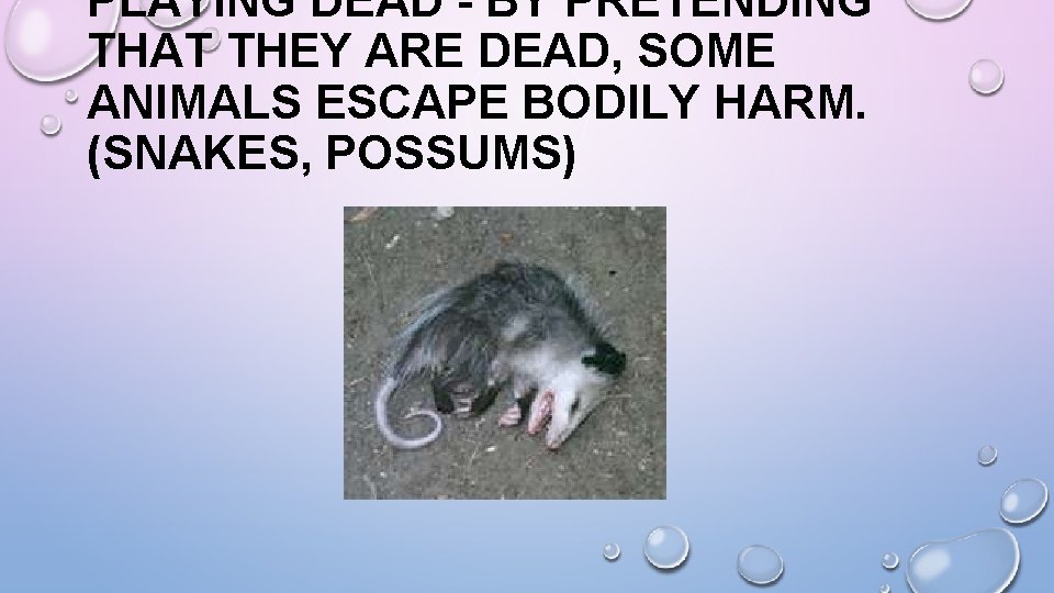 PLAYING DEAD - BY PRETENDING THAT THEY ARE DEAD, SOME ANIMALS ESCAPE BODILY HARM.