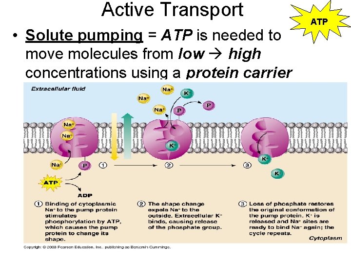 Active Transport • Solute pumping = ATP is needed to move molecules from low