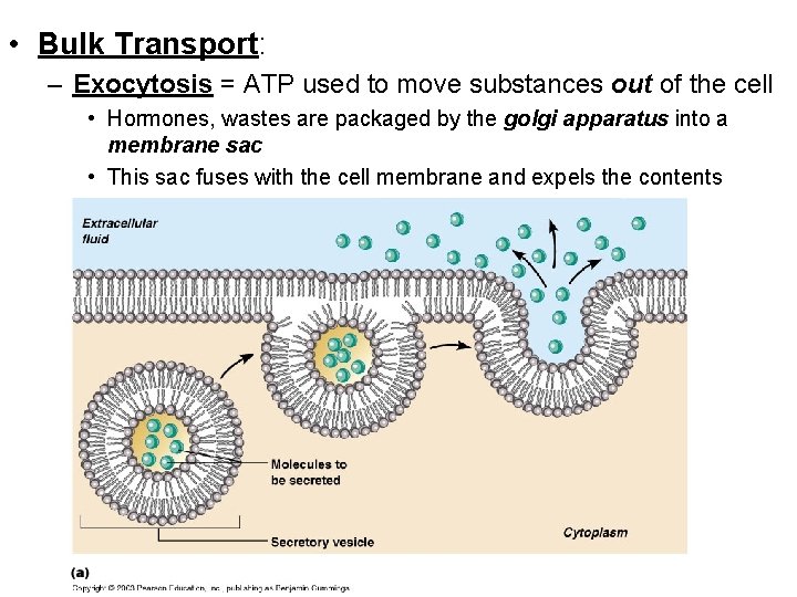  • Bulk Transport: – Exocytosis = ATP used to move substances out of