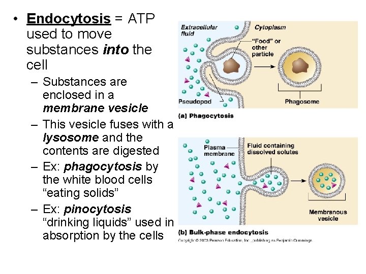 • Endocytosis = ATP used to move substances into the cell – Substances