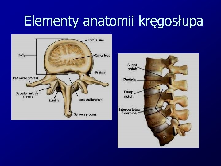 Elementy anatomii kręgosłupa 