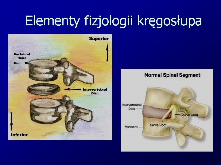 Elementy fizjologii kręgosłupa 