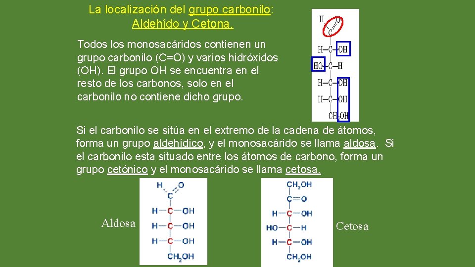 La localización del grupo carbonilo: Aldehído y Cetona. Todos los monosacáridos contienen un grupo