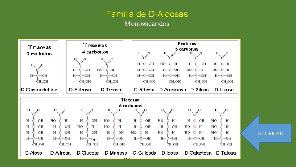 Familia de D-Aldosas Monosacaridos ACTIVIDAD 