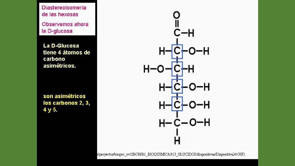 (http: //web. educastur. princast. es/proyectos/biogeo_ov/2 BCH/B 1_BIOQUIMICA/t 13_GLUCIDOS/diapositivas/Diapositiva 24. GIF) 
