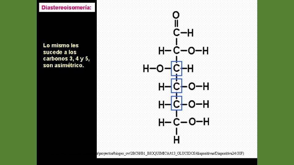 (http: //web. educastur. princast. es/proyectos/biogeo_ov/2 BCH/B 1_BIOQUIMICA/t 13_GLUCIDOS/diapositivas/Diapositiva 24. GIF) 