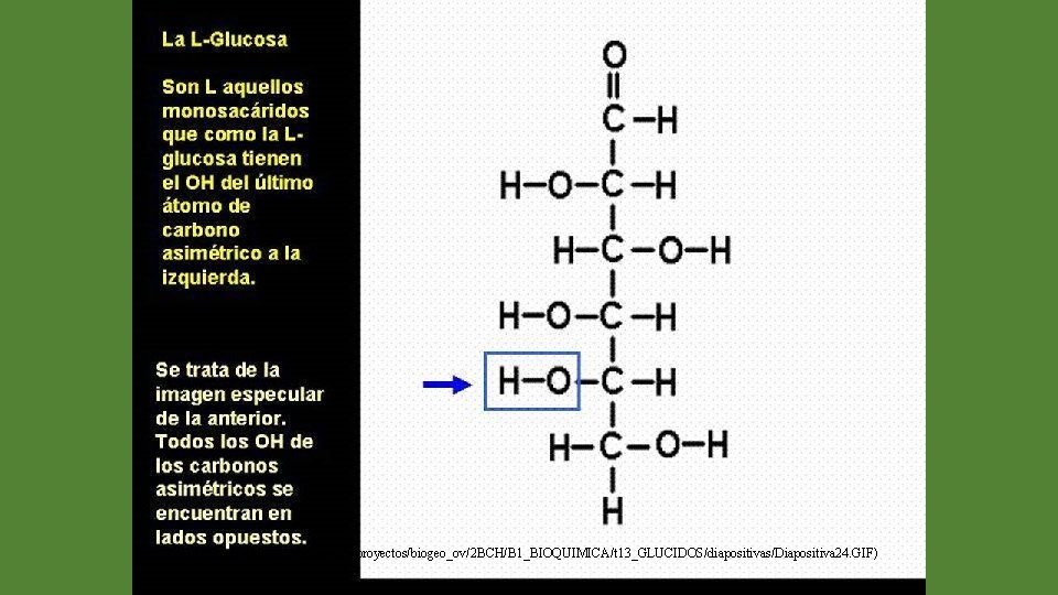 (http: //web. educastur. princast. es/proyectos/biogeo_ov/2 BCH/B 1_BIOQUIMICA/t 13_GLUCIDOS/diapositivas/Diapositiva 24. GIF) 