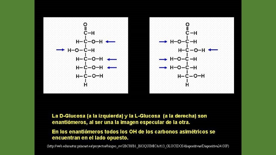 (http: //web. educastur. princast. es/proyectos/biogeo_ov/2 BCH/B 1_BIOQUIMICA/t 13_GLUCIDOS/diapositivas/Diapositiva 24. GIF) 