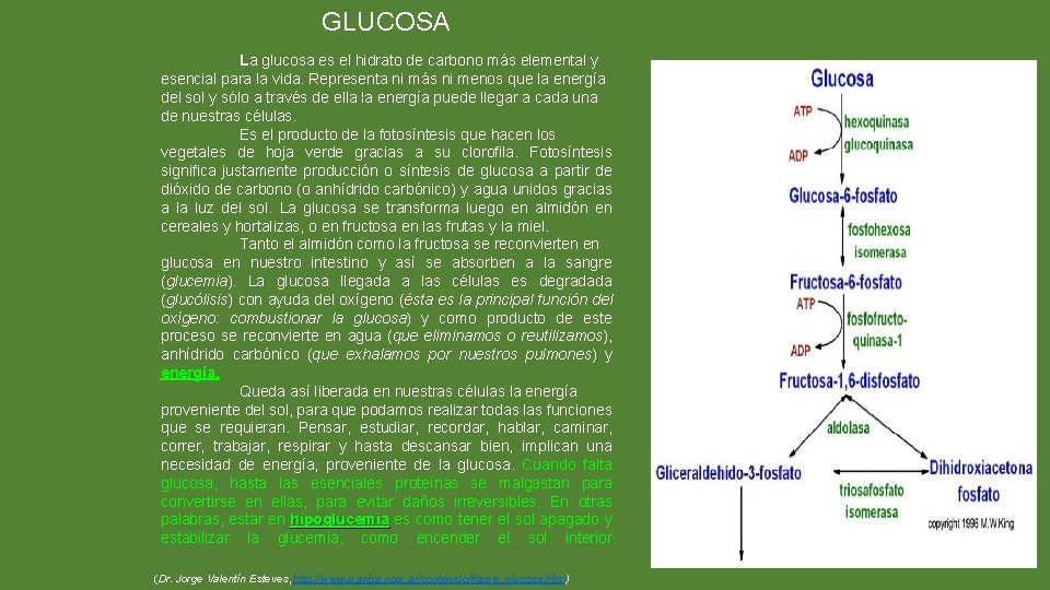 GLUCOSA La glucosa es el hidrato de carbono más elemental y esencial para la