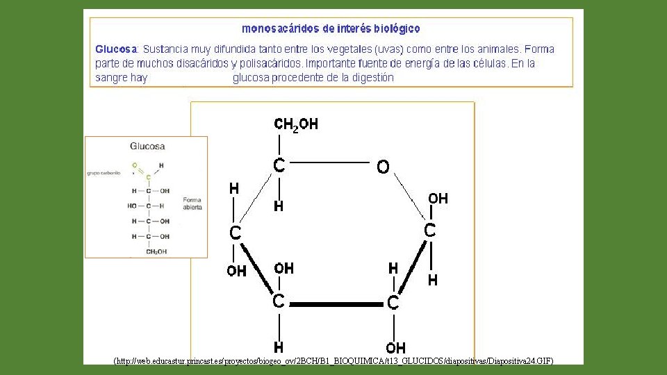 (http: //web. educastur. princast. es/proyectos/biogeo_ov/2 BCH/B 1_BIOQUIMICA/t 13_GLUCIDOS/diapositivas/Diapositiva 24. GIF) 