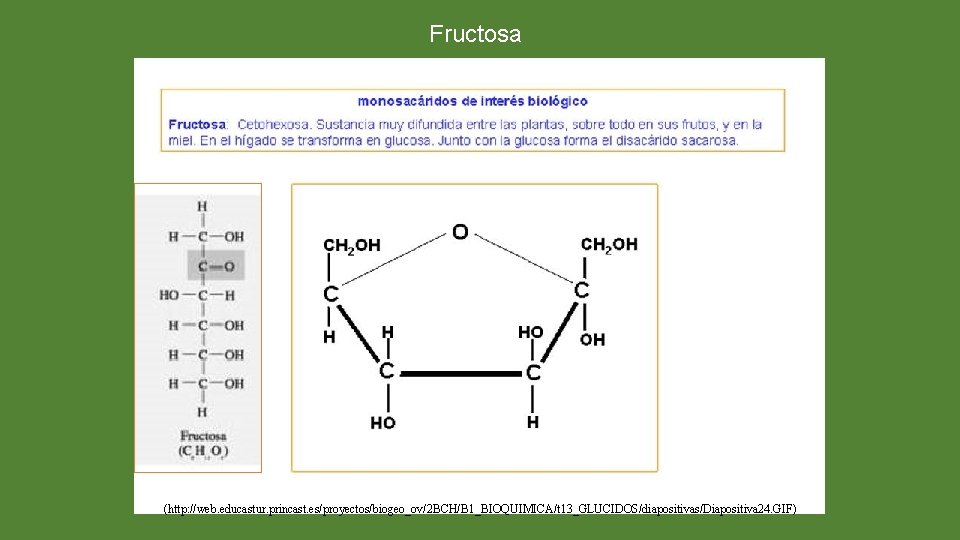 Fructosa (http: //web. educastur. princast. es/proyectos/biogeo_ov/2 BCH/B 1_BIOQUIMICA/t 13_GLUCIDOS/diapositivas/Diapositiva 24. GIF) 