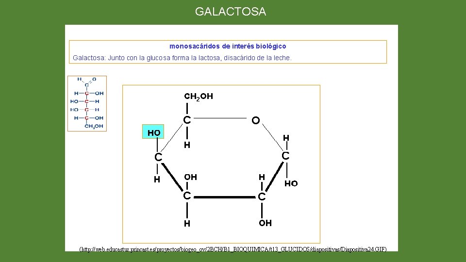 GALACTOSA (http: //web. educastur. princast. es/proyectos/biogeo_ov/2 BCH/B 1_BIOQUIMICA/t 13_GLUCIDOS/diapositivas/Diapositiva 24. GIF) 