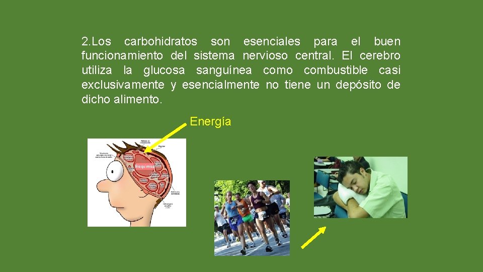 2. Los carbohidratos son esenciales para el buen funcionamiento del sistema nervioso central. El