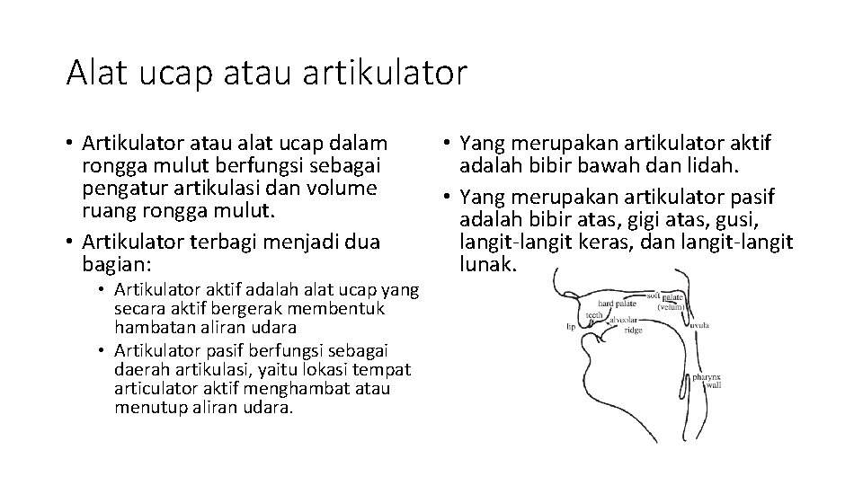 Alat ucap atau artikulator • Artikulator atau alat ucap dalam rongga mulut berfungsi sebagai