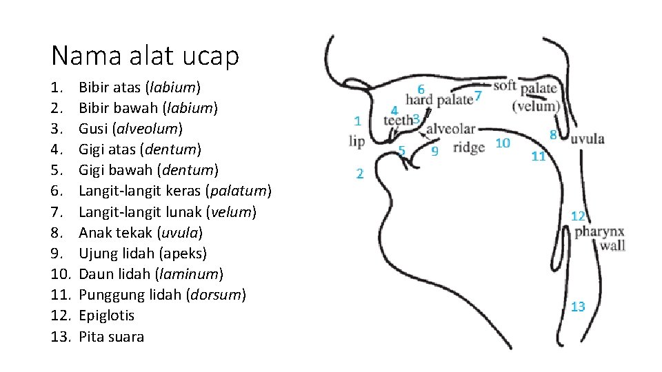 Nama alat ucap 1. 2. 3. 4. 5. 6. 7. 8. 9. 10. 11.