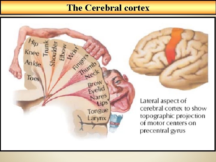 The Cerebral cortex 