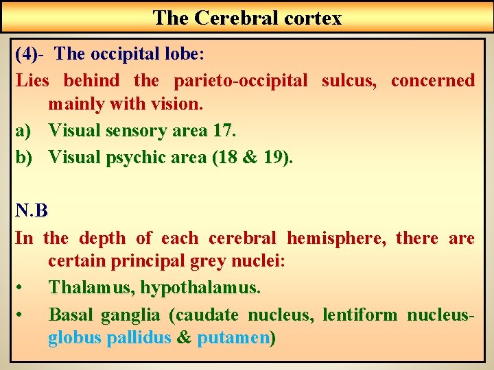 The Cerebral cortex (4)- The occipital lobe: Lies behind the parieto-occipital sulcus, concerned mainly