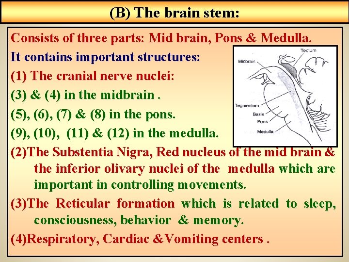 (B) The brain stem: Consists of three parts: Mid brain, Pons & Medulla. It