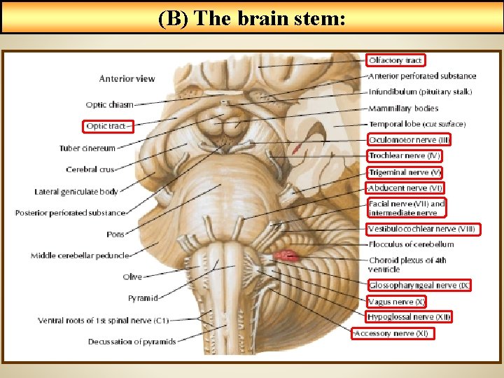 (B) The brain stem: 