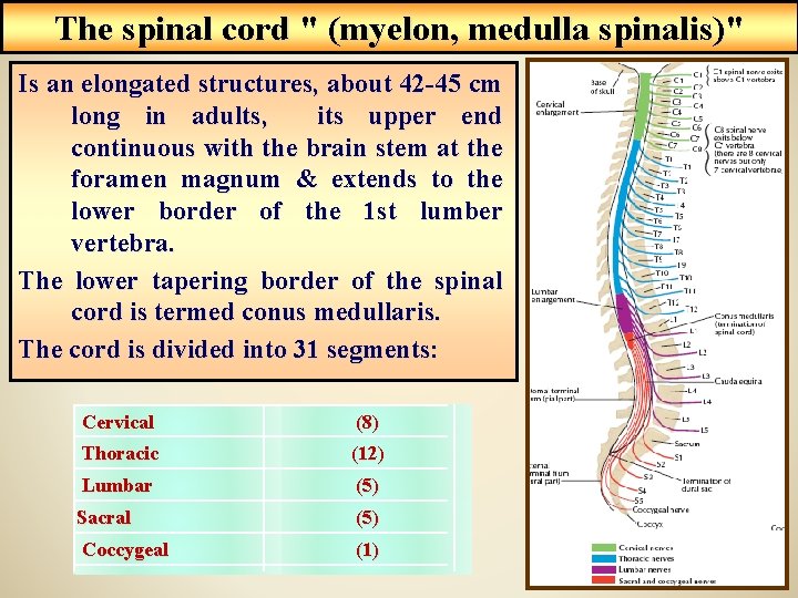 The spinal cord " (myelon, medulla spinalis)" Is an elongated structures, about 42 -45