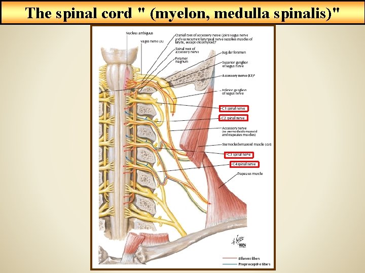 The spinal cord " (myelon, medulla spinalis)" 