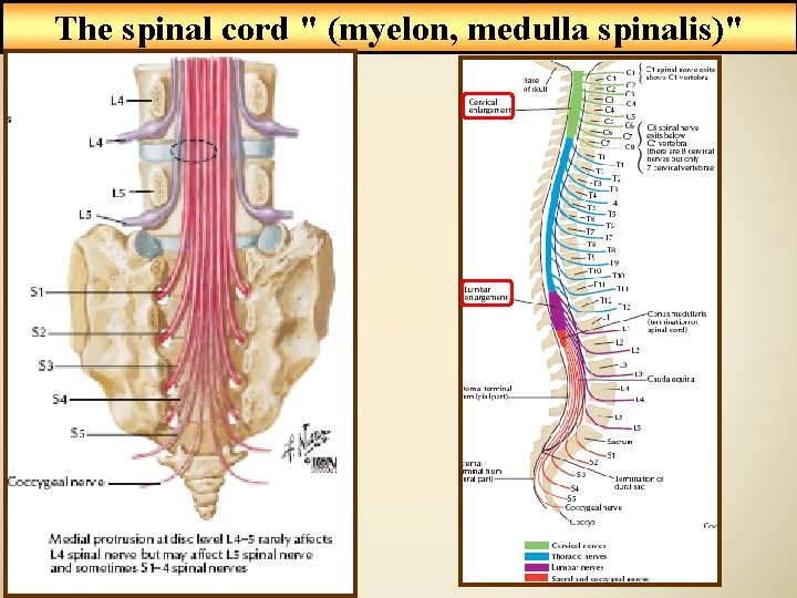 The spinal cord " (myelon, medulla spinalis)" 