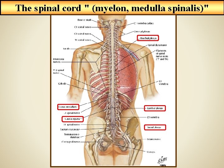 The spinal cord " (myelon, medulla spinalis)" 