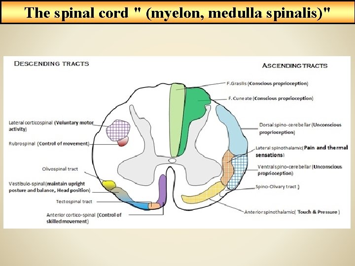 The spinal cord " (myelon, medulla spinalis)" 