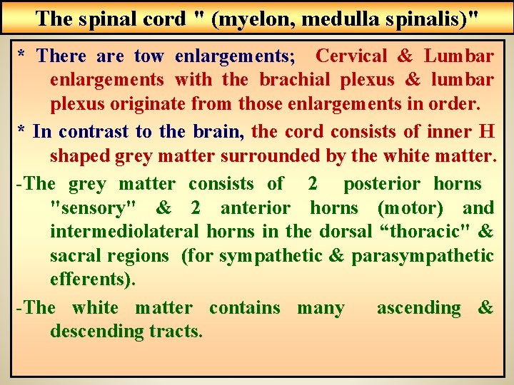 The spinal cord " (myelon, medulla spinalis)" * There are tow enlargements; Cervical &