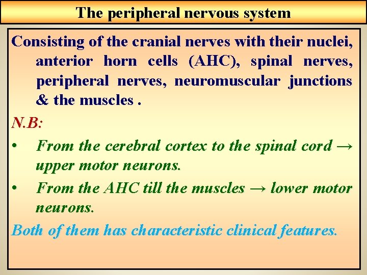 The peripheral nervous system Consisting of the cranial nerves with their nuclei, anterior horn