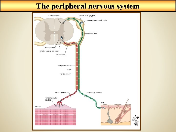 The peripheral nervous system 