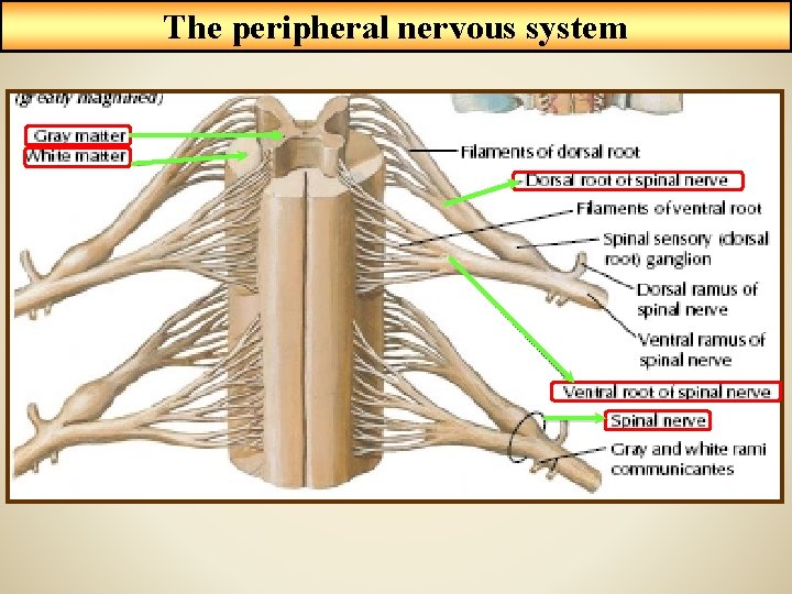 The peripheral nervous system 