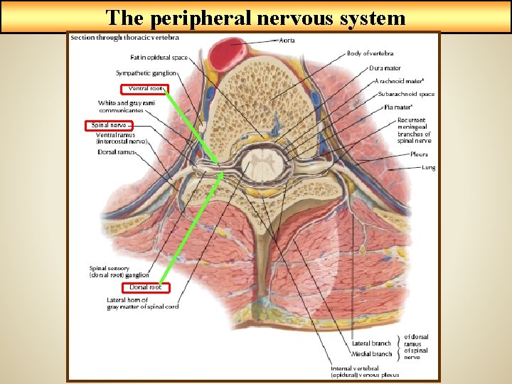 The peripheral nervous system 