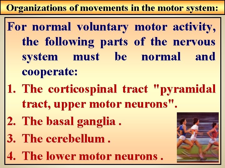 Organizations of movements in the motor system: For normal voluntary motor activity, the following