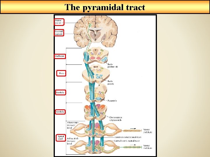 The pyramidal tract 