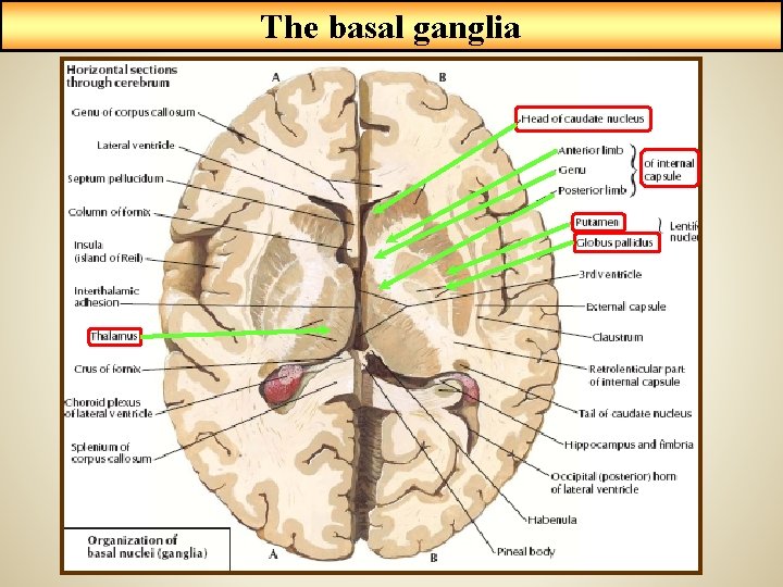 The basal ganglia 