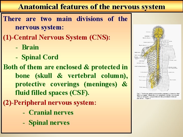 Anatomical features of the nervous system There are two main divisions of the nervous