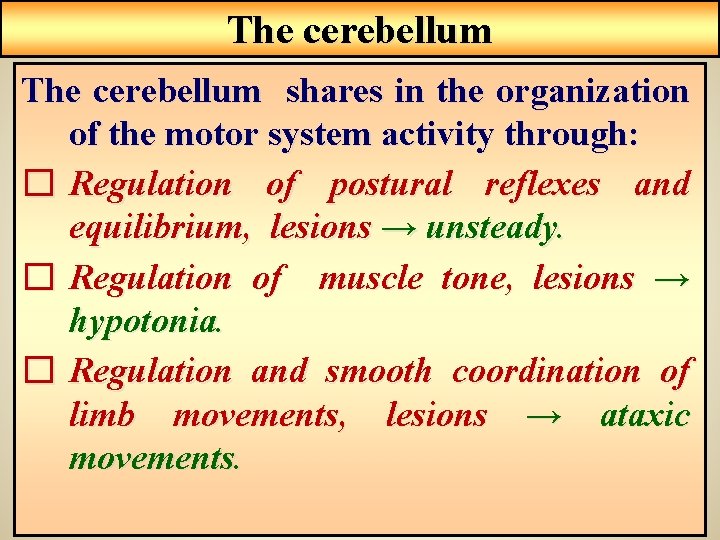 The cerebellum shares in the organization of the motor system activity through: � Regulation