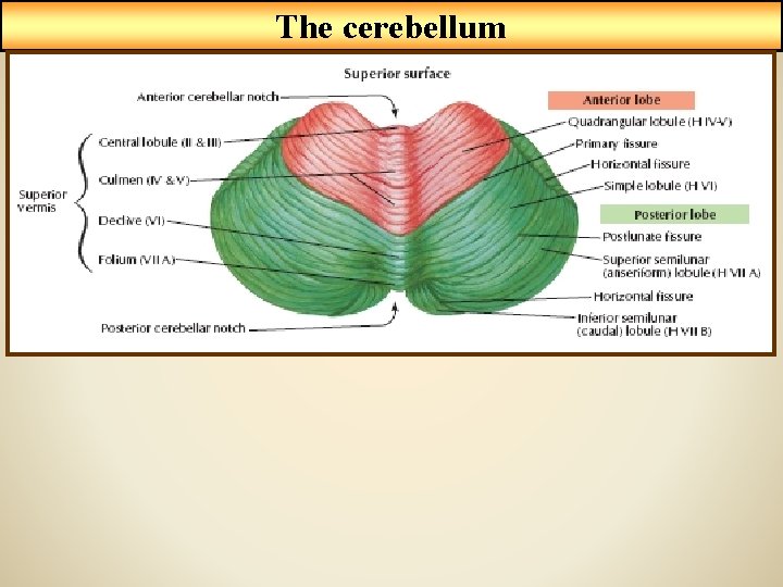 The cerebellum 