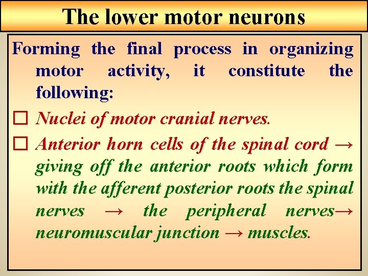 The lower motor neurons Forming the final process in organizing motor activity, it constitute