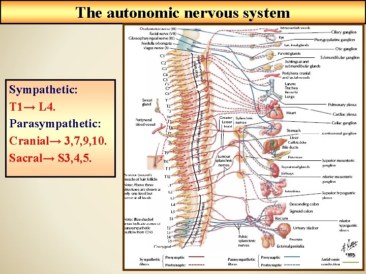 The autonomic nervous system Sympathetic: T 1→ L 4. Parasympathetic: Cranial→ 3, 7, 9,